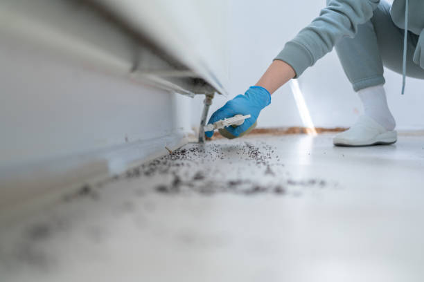 Best Emergency Pest Control  in Powder Springs, GA